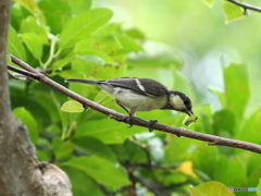 シジュウカラ293