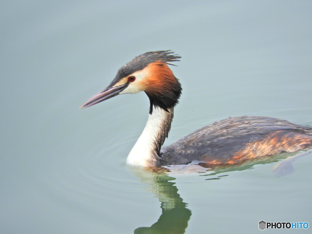 カンムリカイツブリ19