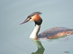 カンムリカイツブリ19