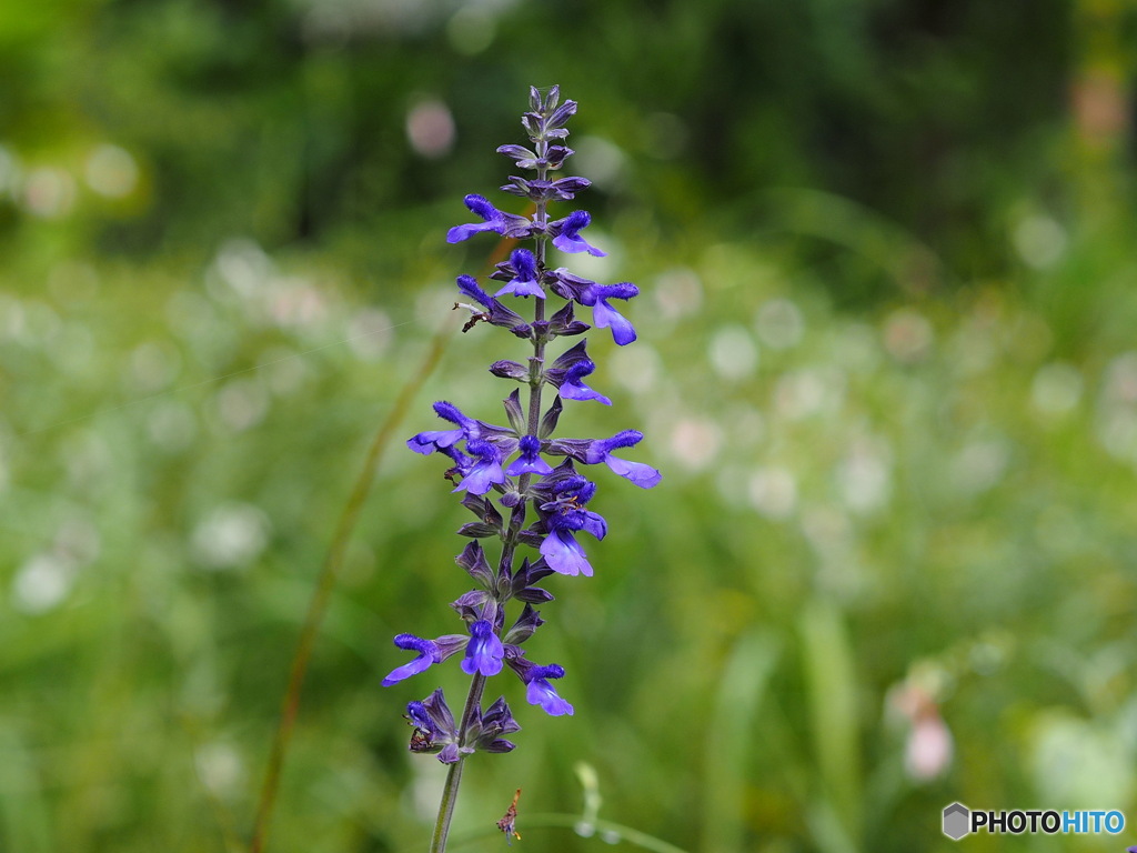 サルビアセージ