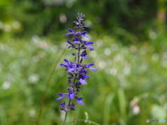 サルビアセージ