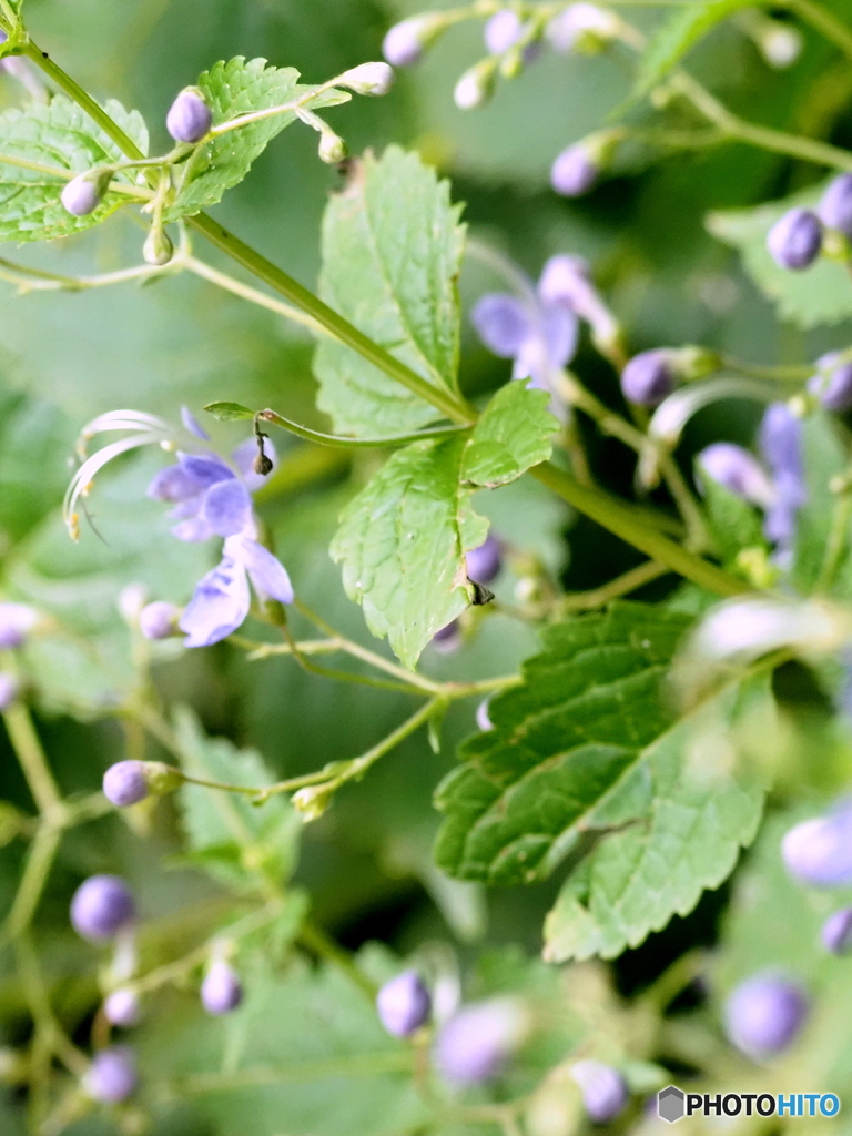 カリガネソウ25-①