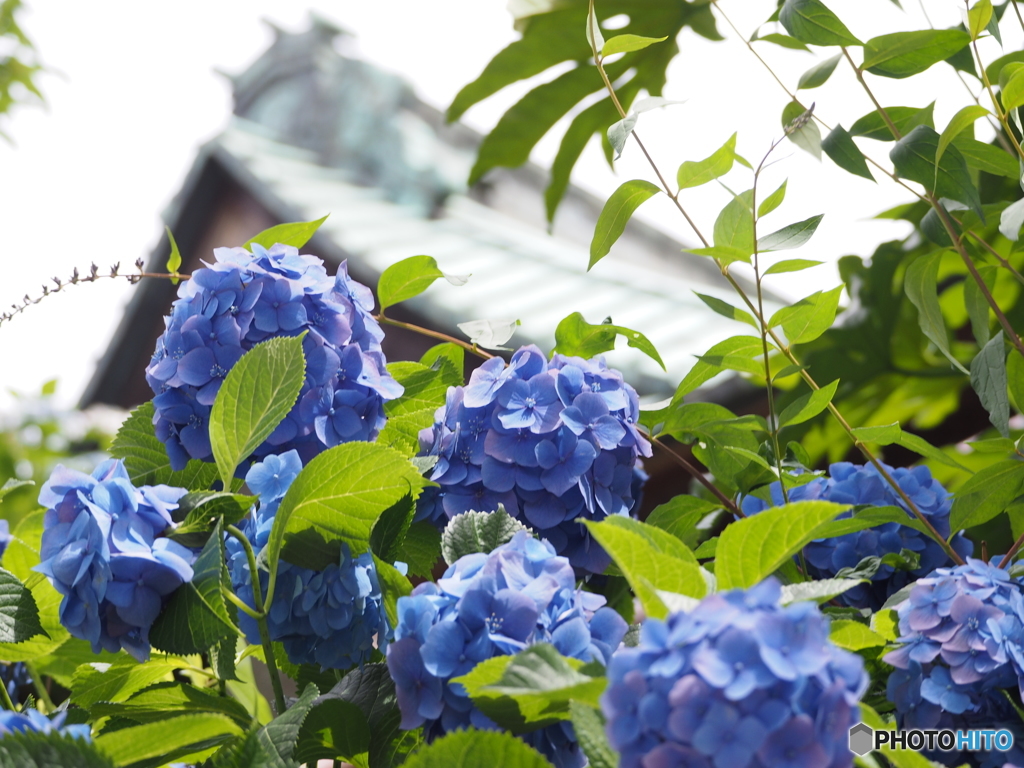紫陽花17-④