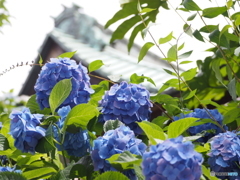 紫陽花17-④