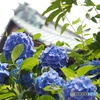 紫陽花17-④