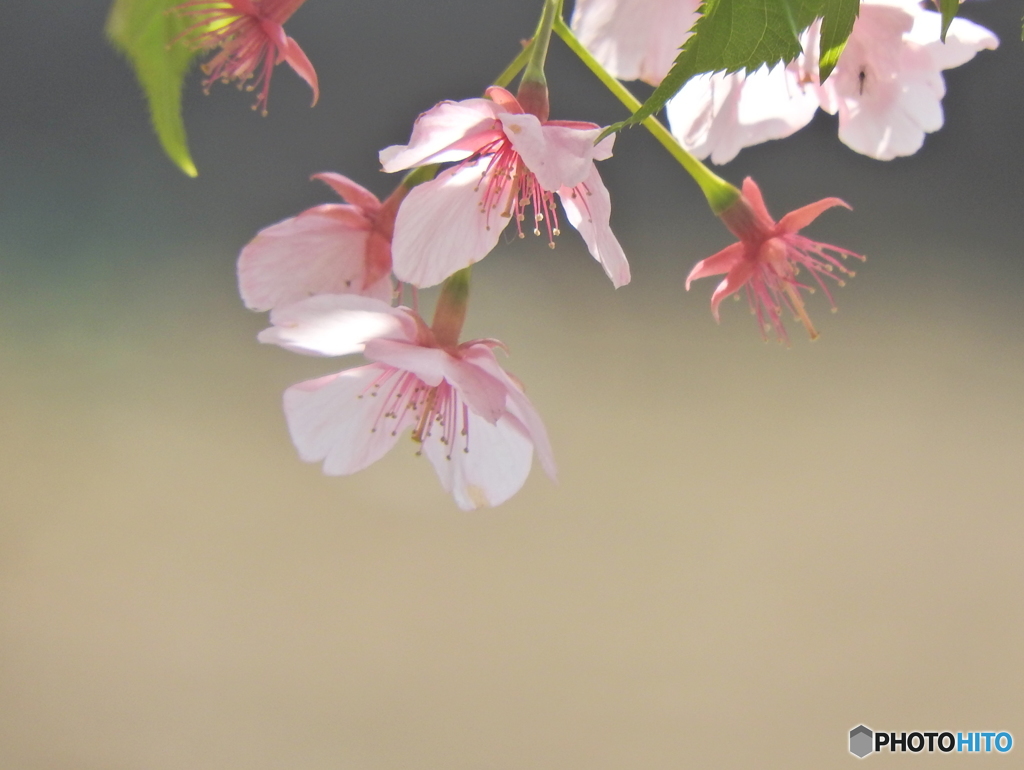 葉桜01