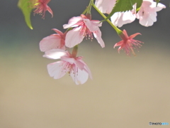 葉桜01