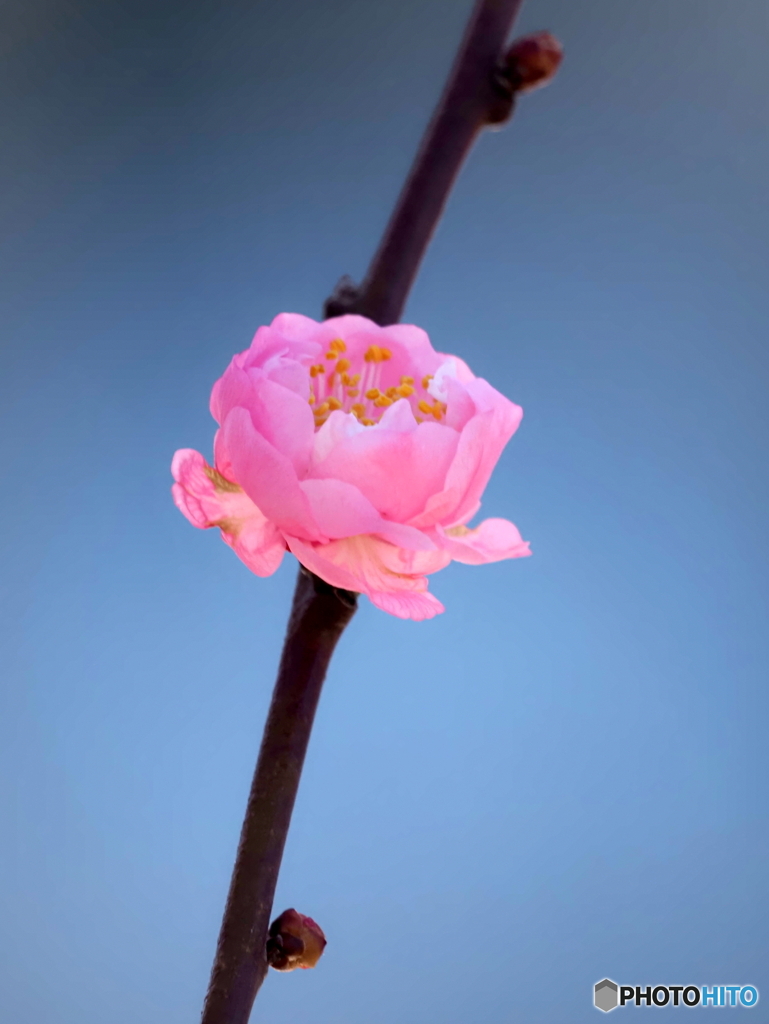 紅梅24-⑧