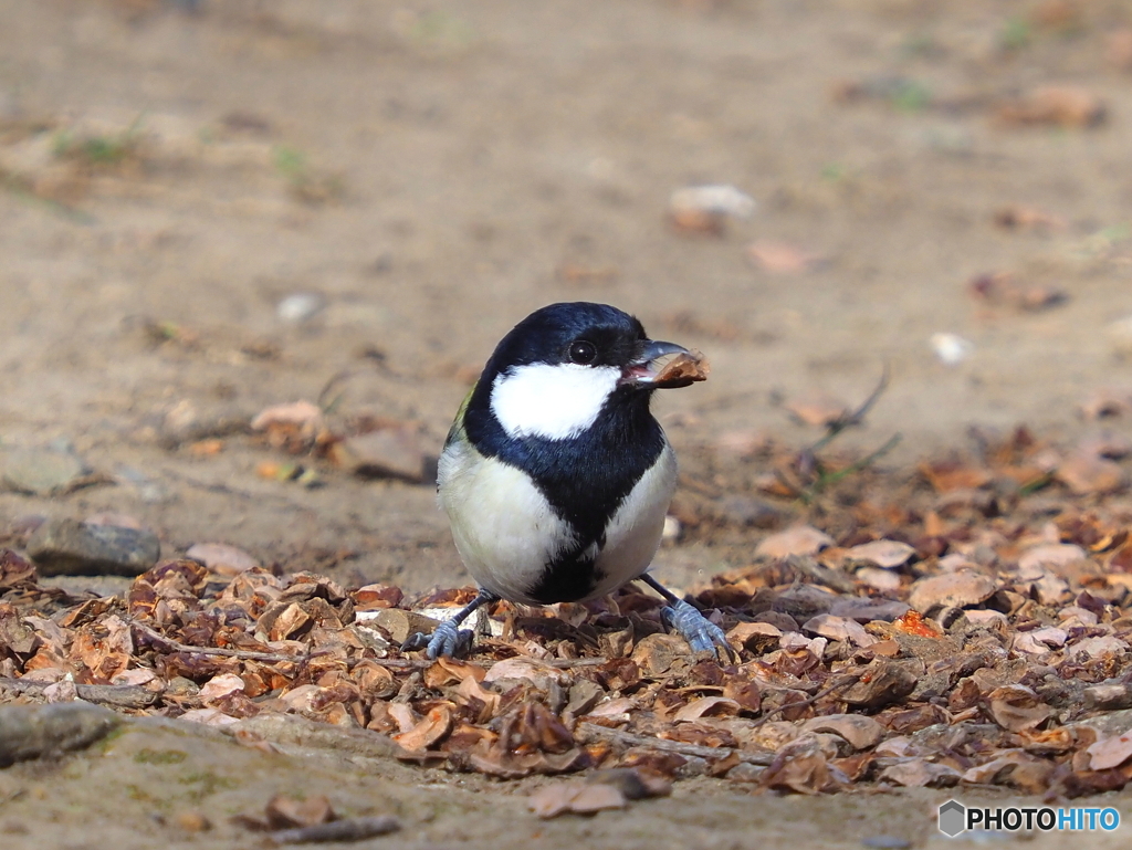 シジュウカラ272