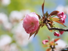 八重桜25-①