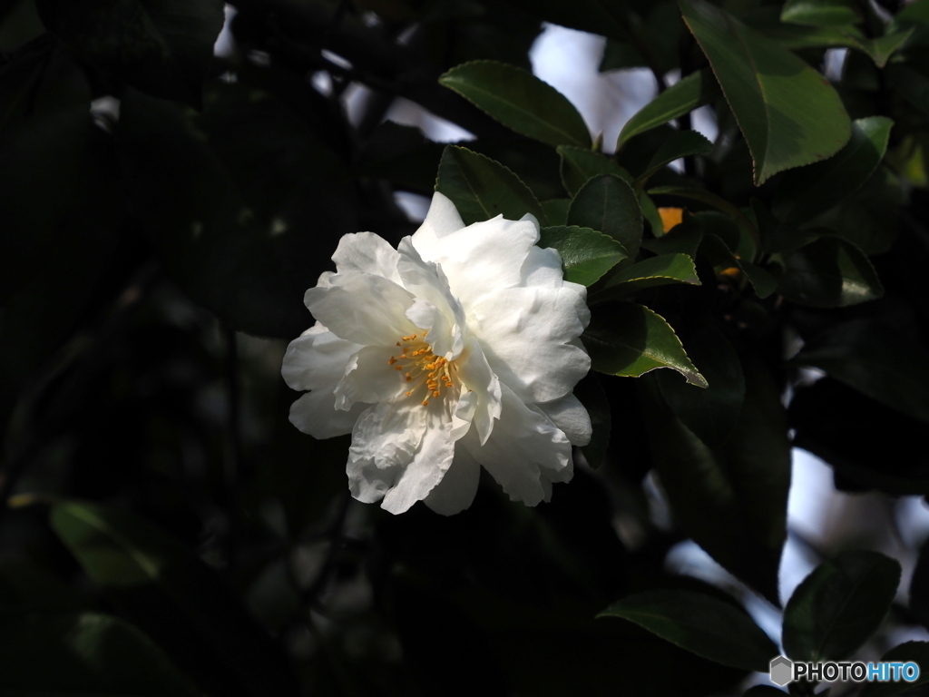 山茶花21-⑧