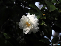 山茶花21-⑧