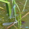 オオアオイトトンボ21-①