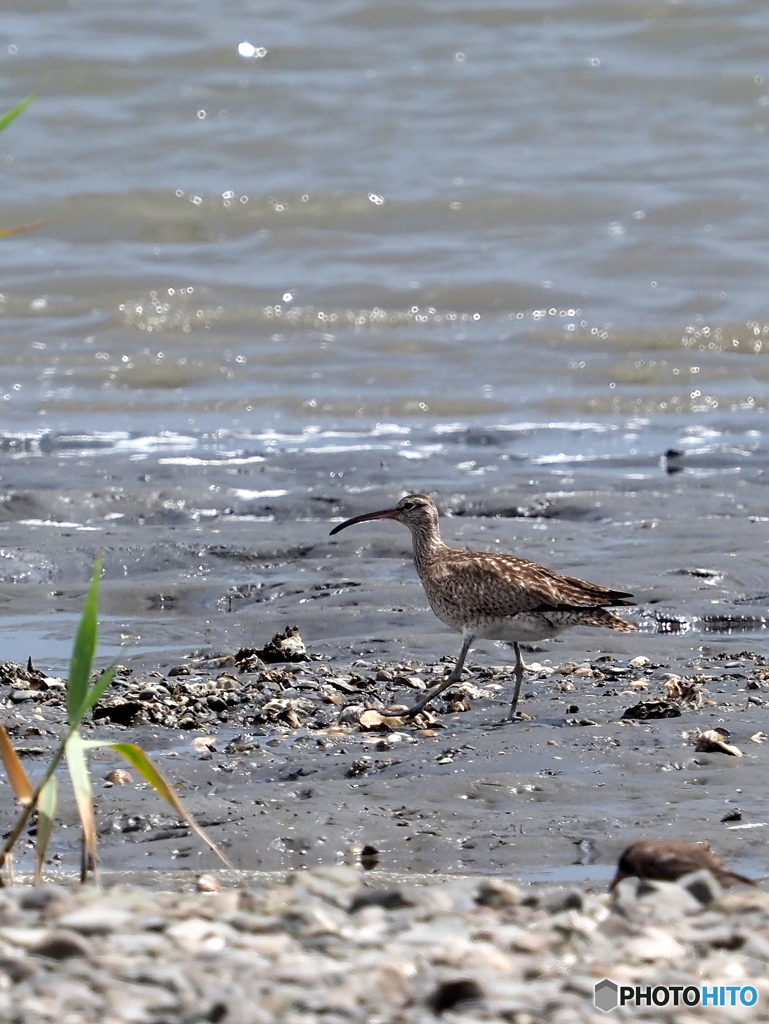 チュウシャクシギ89