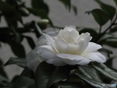 椿21-④
