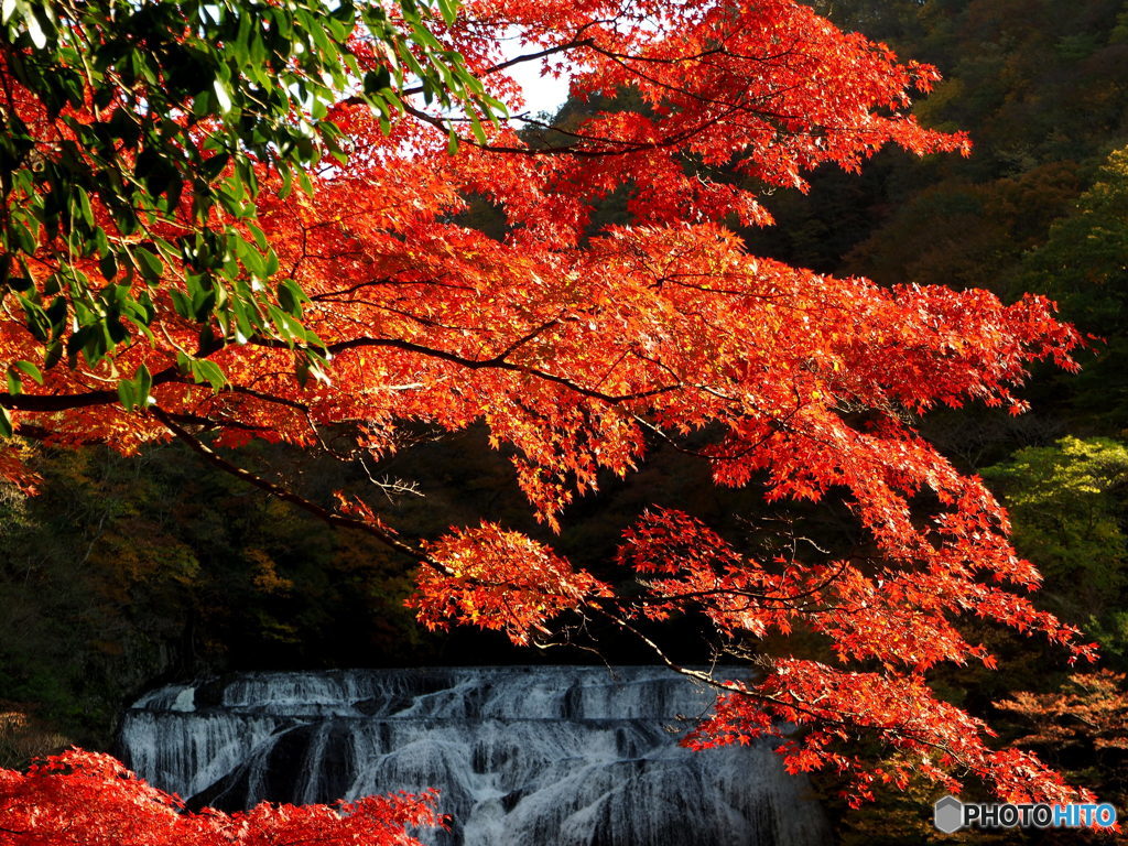 紅葉02