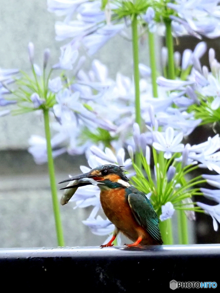 カワセミ613