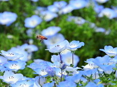 花と蜂⑥