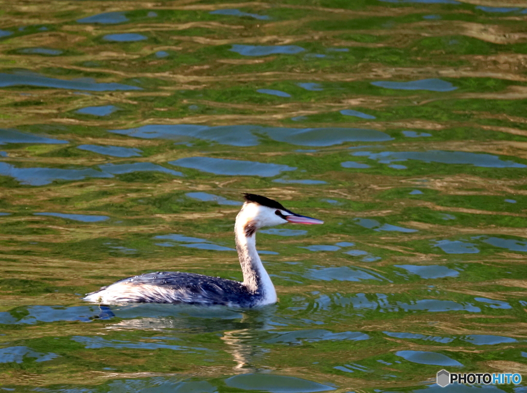 カンムリカイツブリ87