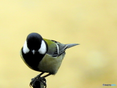 シジュウカラ40