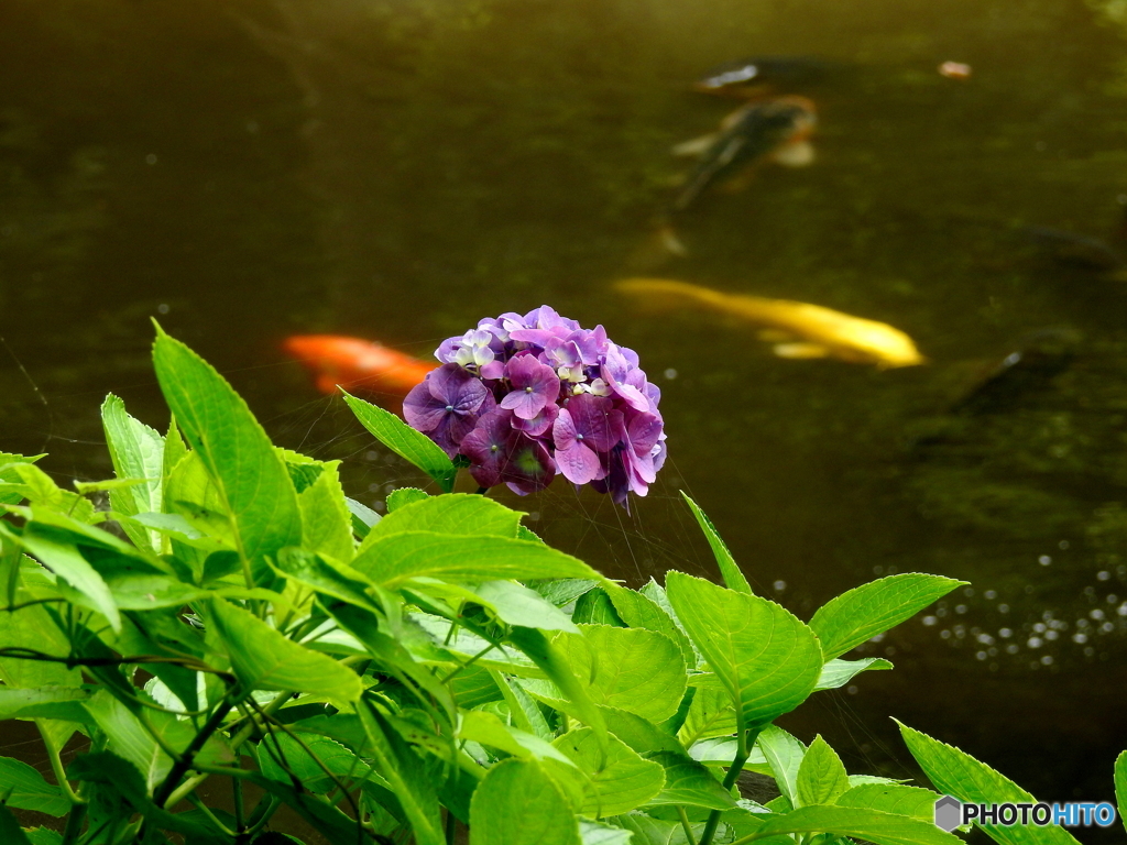 紫陽花17-⑥