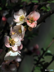 木瓜22-①