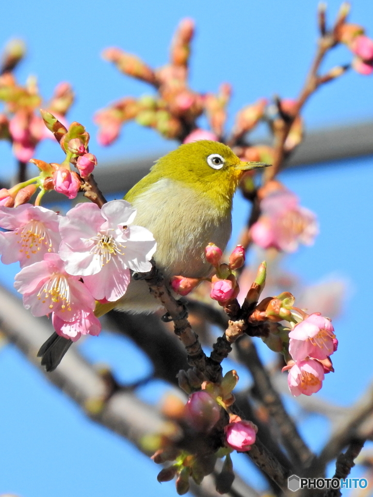 春メジロ55