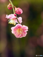 紅梅20-④