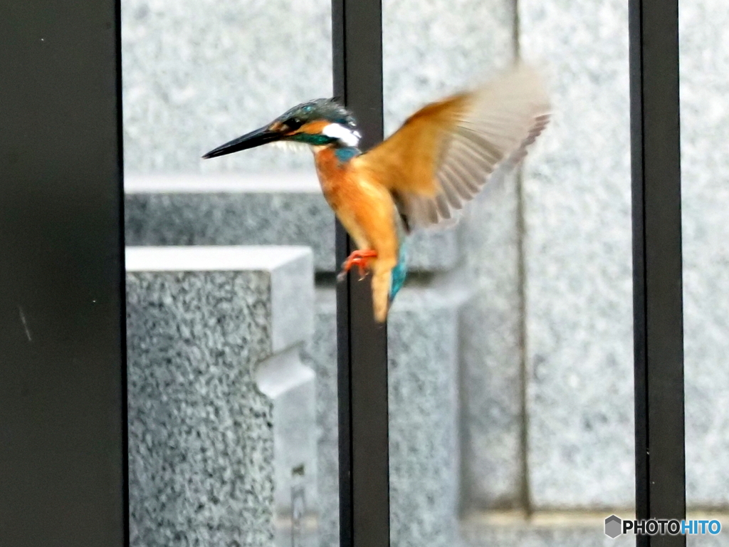 カワセミ616