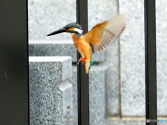 カワセミ616