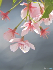 葉桜02