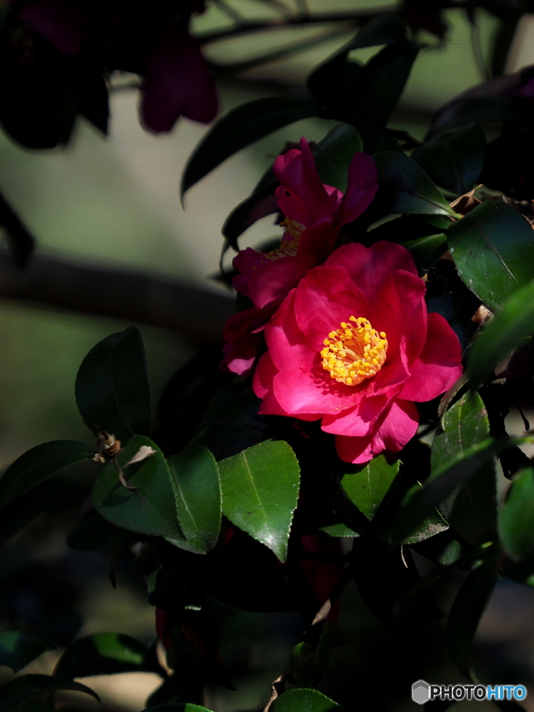 山茶花21-12