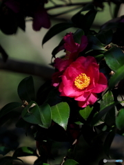 山茶花21-12