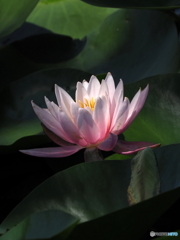 睡蓮22-①