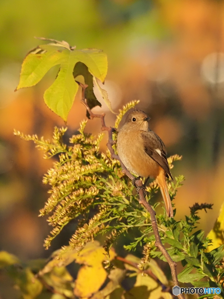 ジョウビタキ360