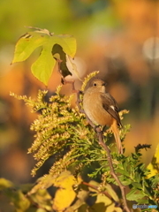 ジョウビタキ360