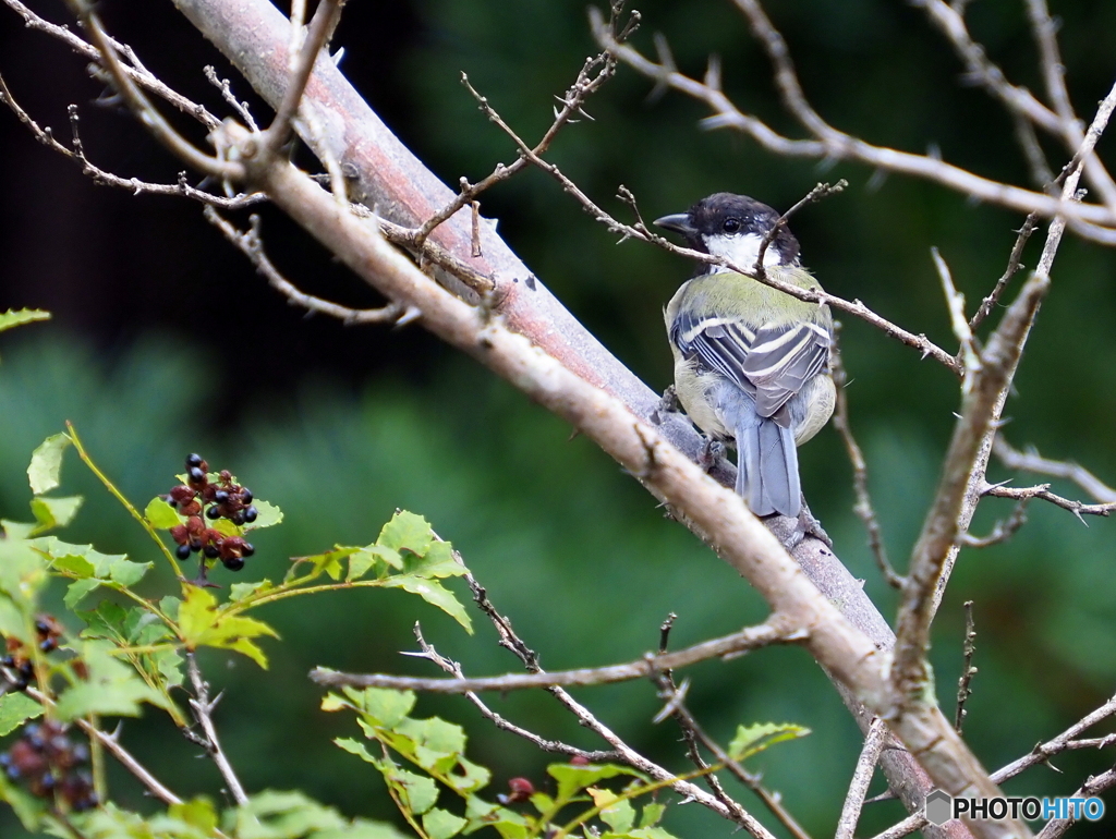シジュウカラ299