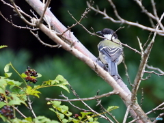 シジュウカラ299