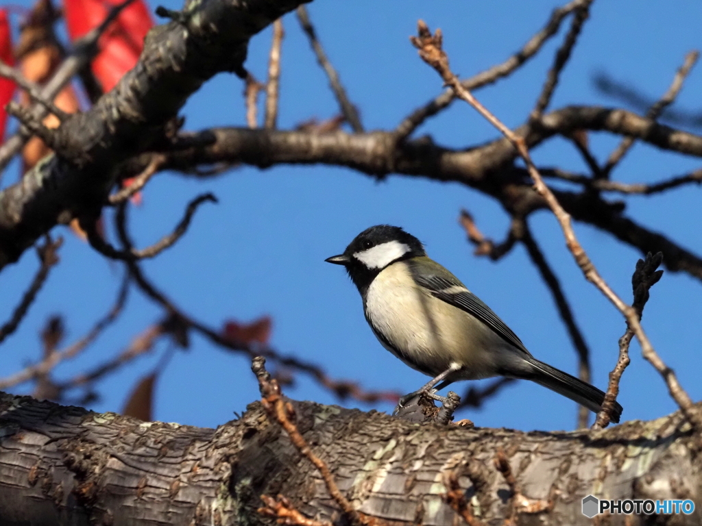 シジュウカラ402
