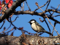 シジュウカラ402