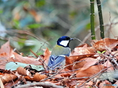 シジュウカラ88