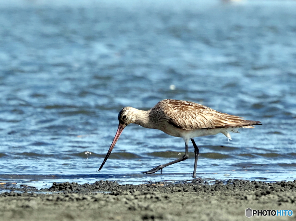 オオソリハシシギ43