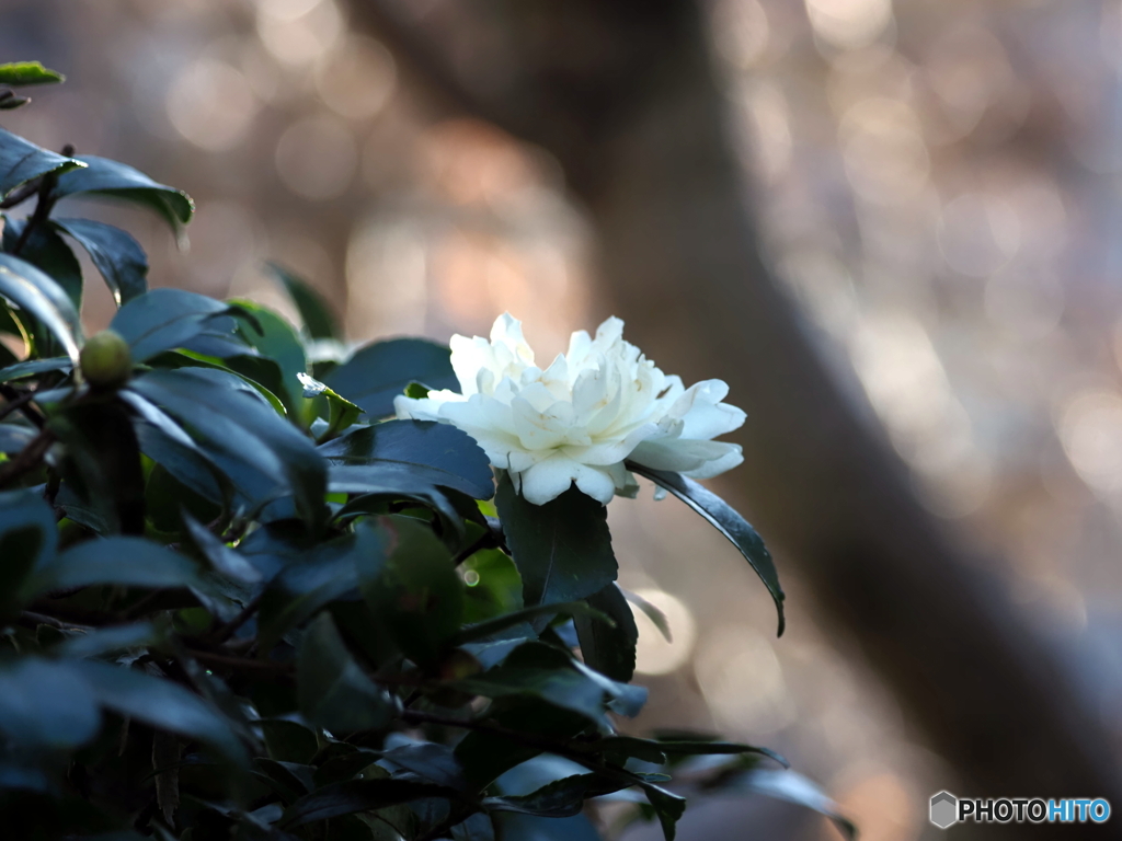 山茶花24-①