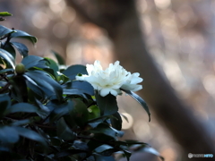 山茶花24-①