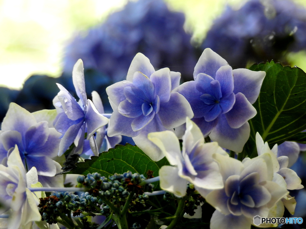 紫陽花18-⑤