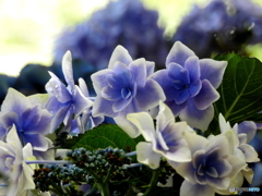 紫陽花18-⑤