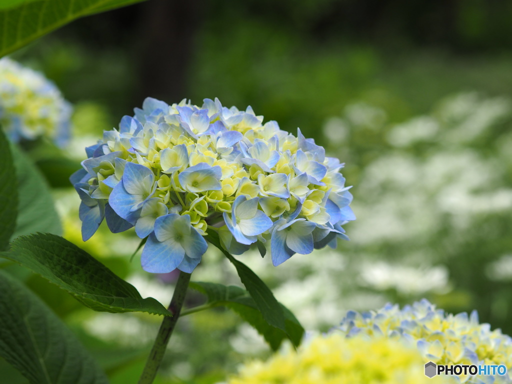 紫陽花20-①