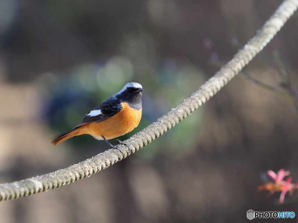 ジョウビタキ225