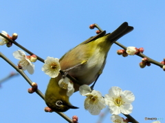 春メジロ35