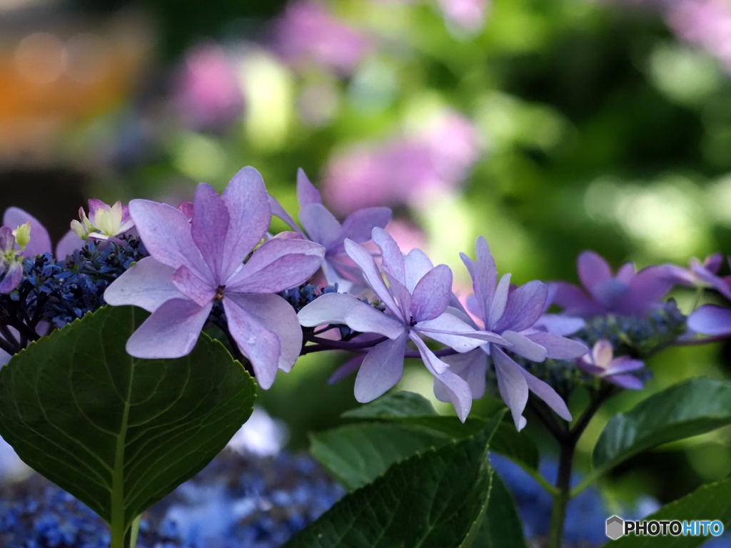 紫陽花25-⑨